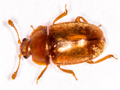 Epuraea estiva